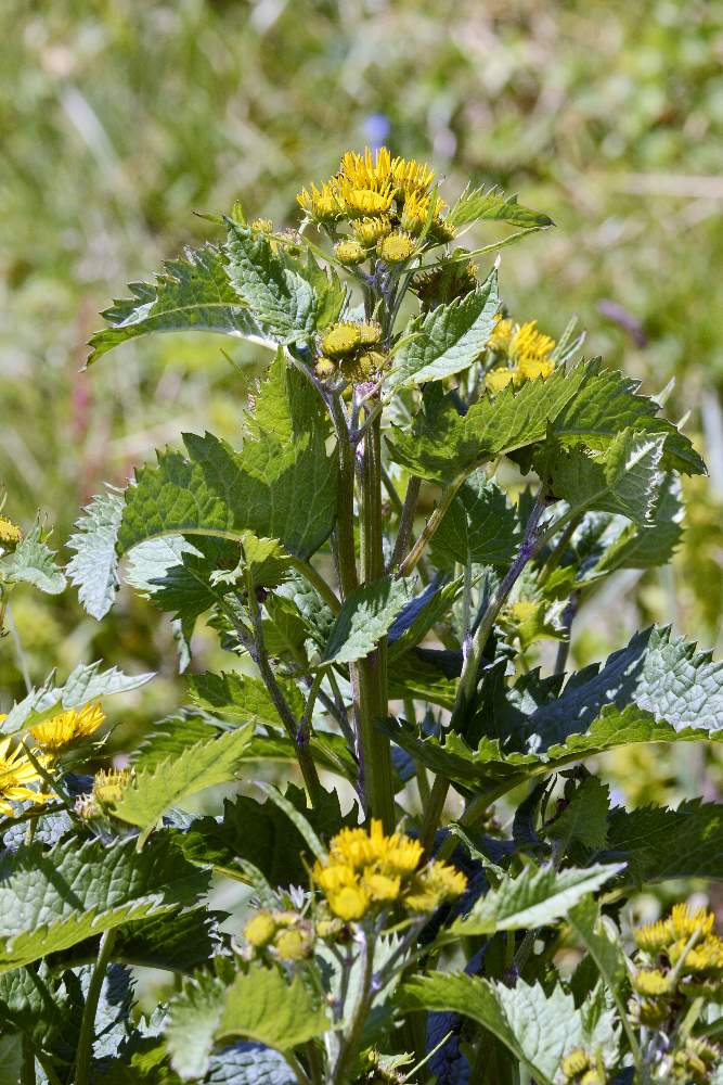 Jacobaea alpina (=Senecio alpinus) / Senecione alpino